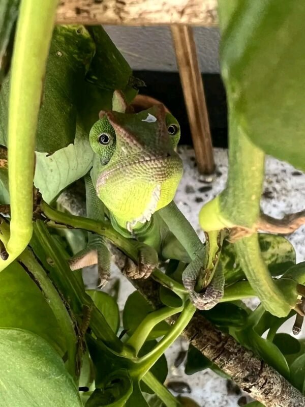 Bill